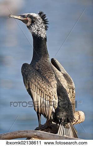 "Cormorant (Phalacrocorax carbo), captive" View Large Photo Image Stock Image - "Cormorant (Phalacrocorax carbo), captive". Fotosearch