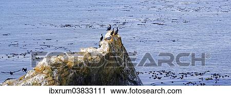 Stock Image - "Cormorants (Phalacrocorax) on a rock on the Pacific coast at Piedras Blancas, California, United States, North America". Fotosearch