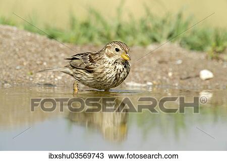 "Corn Bunting (Emberiza calandra) washing itself, Rhodopes, Bulgaria, Europe" View Large Photo Image Stock Image - "Corn Bunting (Emberiza calandra) washing itself, Rhodopes, Bulgaria, Europe". Fotosearch