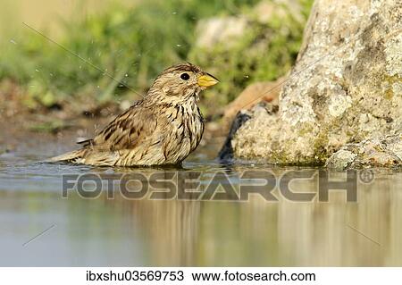 "Corn Bunting (Emberiza calandra) washing itself, Rhodopes, Bulgaria, Europe" View Large Photo Image Stock Image - "Corn Bunting (Emberiza calandra) washing itself, Rhodopes, Bulgaria, Europe". Fotosearch
