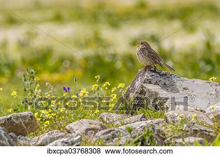 "Corn Bunting (Emberiza calandra), Extremadura, Spain, Europe" View Large Photo Image Stock Photo - "Corn Bunting (Emberiza calandra), Extremadura, Spain, Europe". Fotosearch