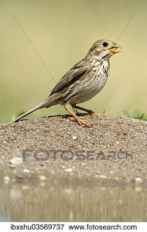 "Corn Bunting (Emberiza calandra), Rhodopes, Bulgaria, Europe" View Large Photo Image Stock Photo - "Corn Bunting (Emberiza calandra), Rhodopes, Bulgaria, Europe". Fotosearch