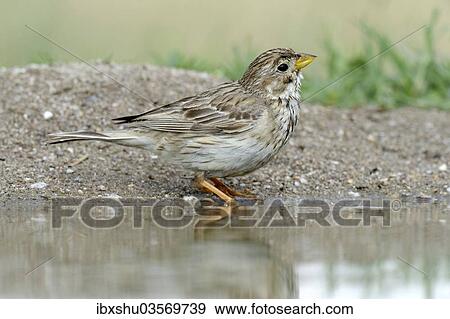 "Corn Bunting (Emberiza calandra) beside a pond, Rhodopes, Bulgaria, Europe" View Large Photo Image Stock Photo - "Corn Bunting (Emberiza calandra) beside a pond, Rhodopes, Bulgaria, Europe". Fotosearch