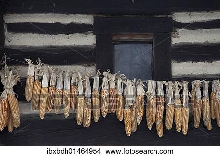 "Corn cobs hung up to dry at an old cottage in the Spreewald, Brandenburg, Germany, Europe" View Large Photo Image Picture - "Corn cobs hung up to dry at an old cottage in the Spreewald, Brandenburg, Germany, Europe". Fotosearch