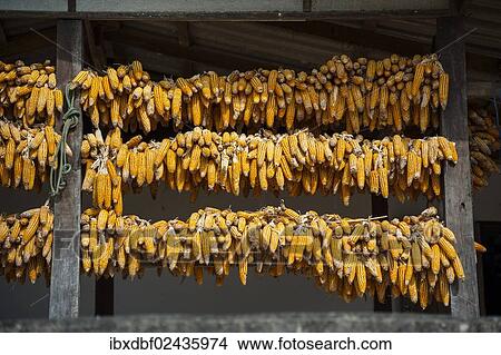 Picture - "Corn cobs hung up to dry in a village of the Chinese minority on the border with Myanmar, Ban Rak Thai or Mae Aw, Northern Thailand, Thailand, Asia". Fotosearch
