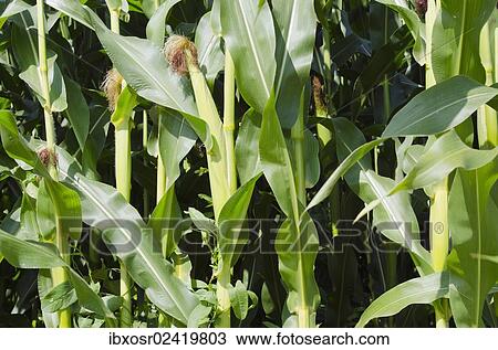 "Corn field in the Hallertau area, Mainburg, Bavaria, Germany, Europe" View Large Photo Image Stock Image - "Corn field in the Hallertau area, Mainburg, Bavaria, Germany, Europe". Fotosearch