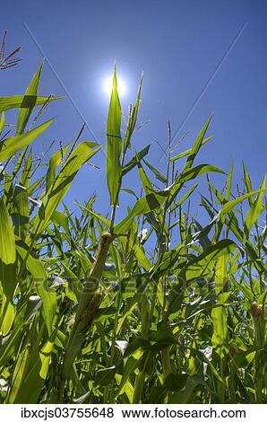 Stock Photo - "Corn field, sun, blue sky, Bergisches Land, North Rhine-Westphalia, Germany, Europe". Fotosearch