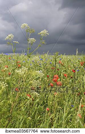 Corn field with Corn Poppies (Papaver rhoeas) and Cornflowers (Centaurea cyanus) during a thunderstorm View Large Photo Image Picture - Corn field with Corn Poppies (Papaver rhoeas) and Cornflowers (Centaurea cyanus) during a thunderstorm. Fotosearch