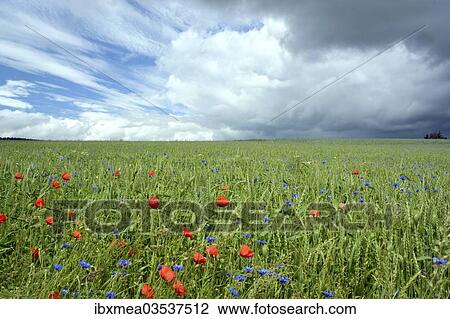 "Corn field with Corn Poppies (Papaver rhoeas) and Cornflowers (Centaurea cyanus), cloudy sky with clear and stormy patches" View Large Photo Image Stock Image - "Corn field with Corn Poppies (Papaver rhoeas) and Cornflowers (Centaurea cyanus), cloudy sky with clear and stormy patches". Fotosearch