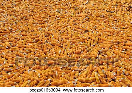 Picture - "Corn laid out to dry, Vietnam, Asia". Fotosearch