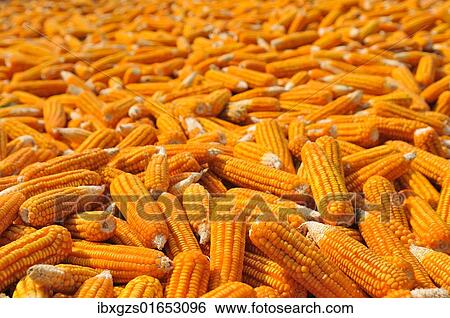 "Corn laid out to dry, Vietnam, Asia" View Large Photo Image Stock Photograph - "Corn laid out to dry, Vietnam, Asia". Fotosearch