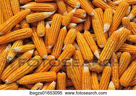 "Corn laid out to dry, Vietnam, Asia" View Large Photo Image Stock Photography - "Corn laid out to dry, Vietnam, Asia". Fotosearch