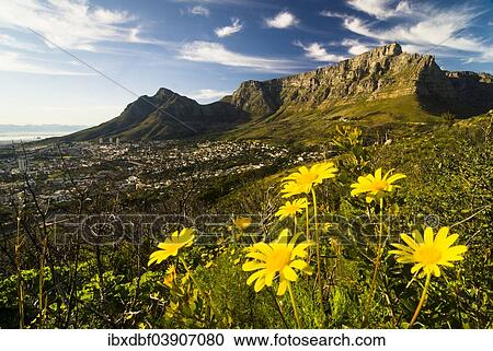 "Corn Marigolds (Coleostephus myconis), Table Mountain and Devil's Peak, Cape Town, Western Cape, South Africa, Africa" View Large Photo Image Stock Image - "Corn Marigolds (Coleostephus myconis), Table Mountain and Devil's Peak, Cape Town, Western Cape, South Africa, Africa". Fotosearch