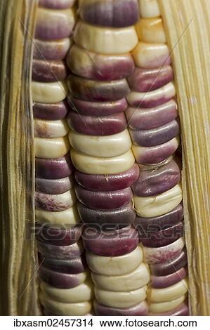 Corn on the cob with coloured corn kernels View Large Photo Image Picture - Corn on the cob with coloured corn kernels. Fotosearch