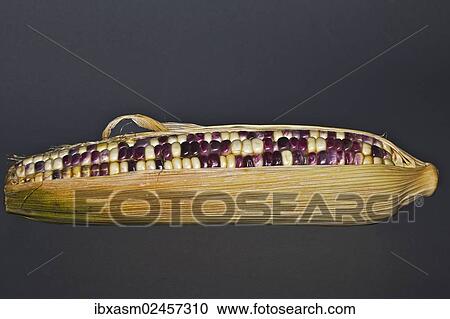 Corn on the cob with coloured corn kernels View Large Photo Image Stock Image - Corn on the cob with coloured corn kernels. Fotosearch
