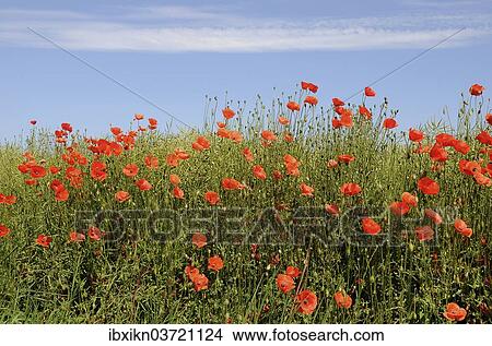 "Corn Poppies (Papaver rhoeas), Schleswig-Holstein, Germany, Europe" View Large Photo Image Picture - "Corn Poppies (Papaver rhoeas), Schleswig-Holstein, Germany, Europe". Fotosearch