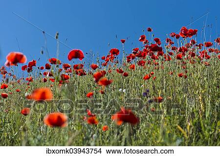 "Corn Poppies (Papaver rhoeas), Scania, Sweden, Europe" View Large Photo Image Picture - "Corn Poppies (Papaver rhoeas), Scania, Sweden, Europe". Fotosearch