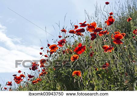 "Corn Poppies (Papaver rhoeas), Scania, Sweden, Europe" View Large Photo Image Stock Image - "Corn Poppies (Papaver rhoeas), Scania, Sweden, Europe". Fotosearch