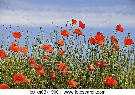 "Corn Poppies (Papaver rhoeas), Schleswig-Holstein, Germany, Europe" View Large Photo Image Stock Image - "Corn Poppies (Papaver rhoeas), Schleswig-Holstein, Germany, Europe". Fotosearch