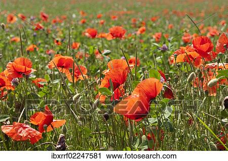 Corn poppies (Papaver rhoeas) View Large Photo Image Stock Image - Corn poppies (Papaver rhoeas). Fotosearch