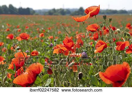 Corn poppies (Papaver rhoeas) View Large Photo Image Stock Image - Corn poppies (Papaver rhoeas). Fotosearch