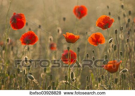 "Corn Poppies (Papaver rhoeas), flowering, Thuringia, Germany, Europe" View Large Photo Image Stock Photo - "Corn Poppies (Papaver rhoeas), flowering, Thuringia, Germany, Europe". Fotosearch