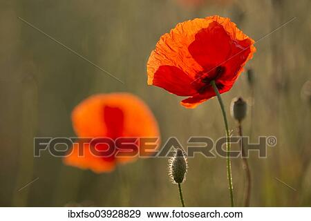 Stock Photo - "Corn Poppies (Papaver rhoeas), flowering, Thuringia, Germany, Europe". Fotosearch