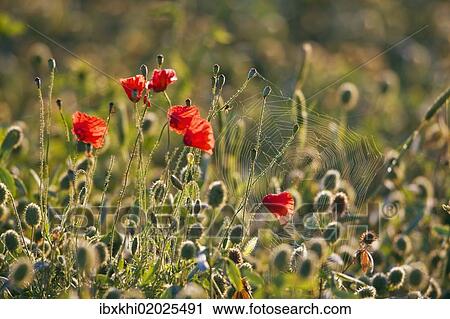 "Corn poppies, red poppies (Papaver rhoeas) and a spider web, Tuscany, Italy, Europe" View Large Photo Image Stock Image - "Corn poppies, red poppies (Papaver rhoeas) and a spider web, Tuscany, Italy, Europe". Fotosearch