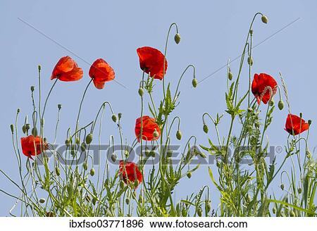 "Corn Poppy or Common Poppy (Papaver rhoeas), flowers, Thuringia, Germany, Europe" View Large Photo Image Stock Photograph - "Corn Poppy or Common Poppy (Papaver rhoeas), flowers, Thuringia, Germany, Europe". Fotosearch