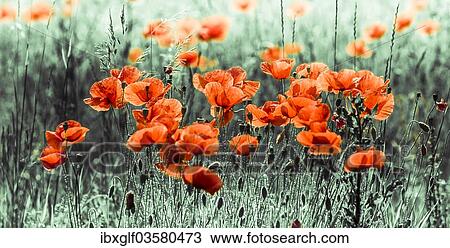 Corn Poppy or Red Poppy (Papaver rhoeas) View Large Photo Image Stock Image - Corn Poppy or Red Poppy (Papaver rhoeas). Fotosearch