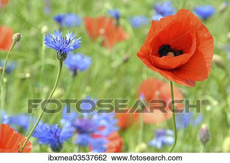 Stock Image - Corn poppy (Papaver rhoeas) and Cornflowers (Centaurea cyanus) in a corn field. Fotosearch