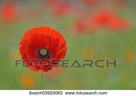 "Corn Poppy (Papaver rhoeas), Emsland, Lower Saxony, Germany, Europe" View Large Photo Image Stock Image - "Corn Poppy (Papaver rhoeas), Emsland, Lower Saxony, Germany, Europe". Fotosearch