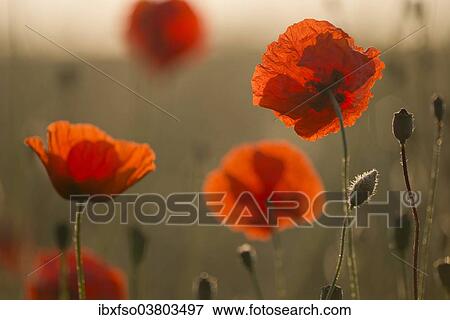 Stock Photo - "Corn poppy (Papaver rhoeas) flowers in the morning light, Thuringia, Germany, Europe". Fotosearch
