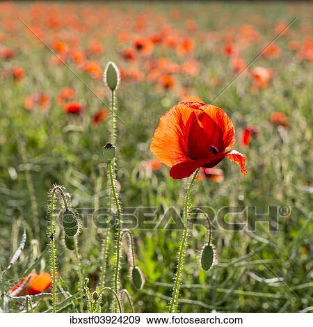 Corn Poppy (Papaver rhoeas) in a field View Large Photo Image Stock Photo - Corn Poppy (Papaver rhoeas) in a field. Fotosearch