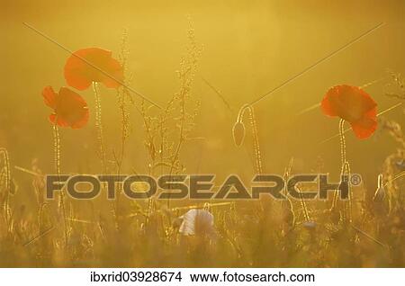Corn poppy (Papaver rhoeas) in the evening back light View Large Photo Image Picture - Corn poppy (Papaver rhoeas) in the evening back light. Fotosearch