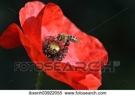 Stock Photography - "Corn Poppy (Papaver rhoeas) with Honey Bee (Apis mellifera), Emsland, Lower Saxony, Germany, Europe". Fotosearch