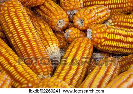 "Corncobs laid out to dry, Thailand, Asia" View Large Photo Image Stock Image - "Corncobs laid out to dry, Thailand, Asia". Fotosearch