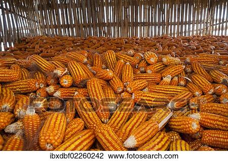 Stock Image - "Corncobs laid out to dry, Thailand, Asia". Fotosearch