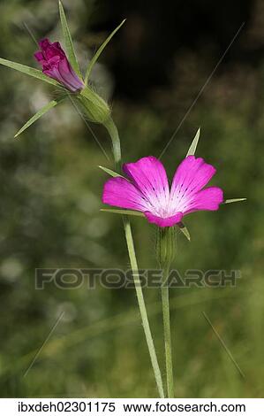 "Corncockle (Agrostemma githago), Allgaeu, Bavaria, Germany, Europe" View Large Photo Image Stock Photography - "Corncockle (Agrostemma githago), Allgaeu, Bavaria, Germany, Europe". Fotosearch