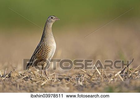 "Corncrake (Crex crex), attentive, Middle Elbe region, Saxony-Anhalt, Germany, Europe" View Large Photo Image Stock Image - "Corncrake (Crex crex), attentive, Middle Elbe region, Saxony-Anhalt, Germany, Europe". Fotosearch