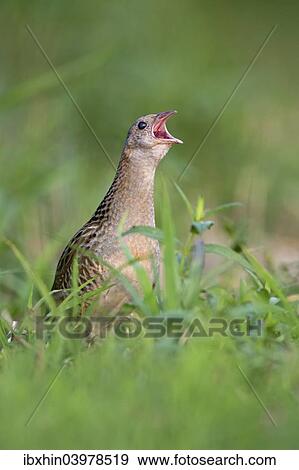 "Corncrake (Crex crex), calling, Middle Elbe region, Saxony-Anhalt, Germany, Europe" View Large Photo Image Stock Photo - "Corncrake (Crex crex), calling, Middle Elbe region, Saxony-Anhalt, Germany, Europe". Fotosearch