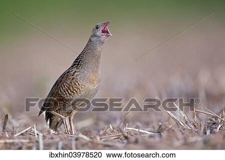 "Corncrake (Crex crex), calling, courtship, Middle Elbe region, Saxony-Anhalt, Germany, Europe" View Large Photo Image Stock Image - "Corncrake (Crex crex), calling, courtship, Middle Elbe region, Saxony-Anhalt, Germany, Europe". Fotosearch