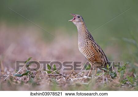 Stock Image - "Corncrake (Crex crex), calling, courtship, Middle Elbe region, Saxony-Anhalt, Germany, Europe". Fotosearch