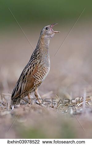 "Corncrake (Crex crex), calling, courtship, Middle Elbe region, Saxony-Anhalt, Germany, Europe" View Large Photo Image Stock Image - "Corncrake (Crex crex), calling, courtship, Middle Elbe region, Saxony-Anhalt, Germany, Europe". Fotosearch