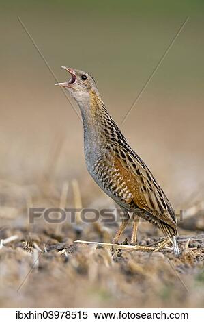 Stock Photography - "Corncrake (Crex crex), calling, defence of territory, Middle Elbe region, Saxony-Anhalt, Germany, Europe". Fotosearch