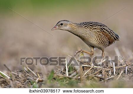 "Corncrake (Crex crex), foraging on the edge of a meadow, Middle Elbe region, Saxony-Anhalt, Germany, Europe" View Large Photo Image Stock Photo - "Corncrake (Crex crex), foraging on the edge of a meadow, Middle Elbe region, Saxony-Anhalt, Germany, Europe". Fotosearch
