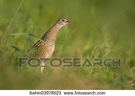 "Corncrake (Crex crex), furtively looking out from behind cover, Middle Elbe region, Saxony-Anhalt, Germany, Europe" View Large Photo Image Stock Image - "Corncrake (Crex crex), furtively looking out from behind cover, Middle Elbe region, Saxony-Anhalt, Germany, Europe". Fotosearch