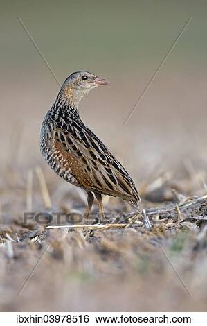 "Corncrake (Crex crex), listenting to a rival's song, Middle Elbe region, Saxony-Anhalt, Germany, Europe" View Large Photo Image Stock Photograph - "Corncrake (Crex crex), listenting to a rival's song, Middle Elbe region, Saxony-Anhalt, Germany, Europe". Fotosearch