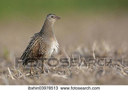 "Corncrake (Crex crex) preening, Middle Elbe region, Saxony-Anhalt, Germany, Europe" View Large Photo Image Stock Image - "Corncrake (Crex crex) preening, Middle Elbe region, Saxony-Anhalt, Germany, Europe". Fotosearch