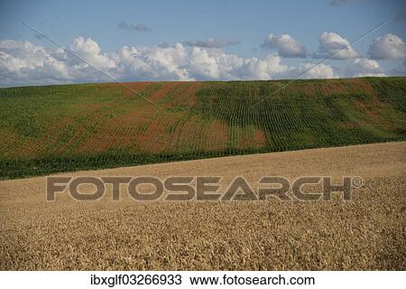 "Cornfield and a field of poppies, near Sencenac-Puy-de-Fourches, Perigord, Dordogne, Aquitaine, France, Europe" View Large Photo Image Stock Image - "Cornfield and a field of poppies, near Sencenac-Puy-de-Fourches, Perigord, Dordogne, Aquitaine, France, Europe". Fotosearch